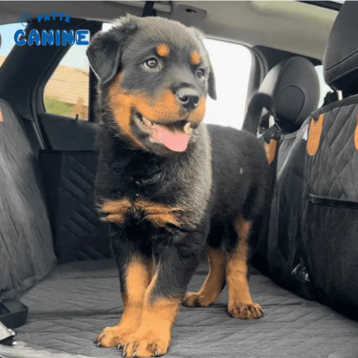 PawProtection™ - Housse de protection pour siège de voiture